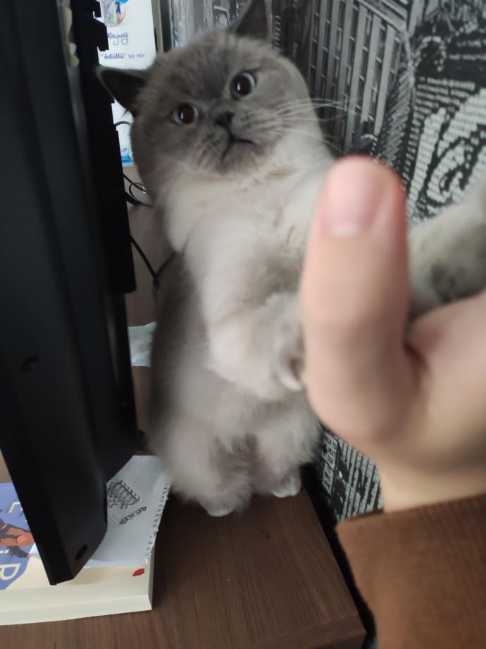 Bugüne özel evcil hayvanınızın fotoğrafını bırakır mısınız?