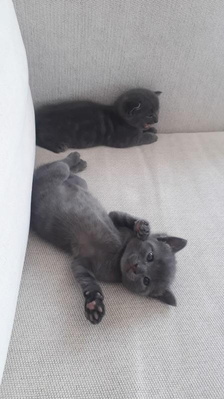 Bugüne özel evcil hayvanınızın fotoğrafını bırakır mısınız?