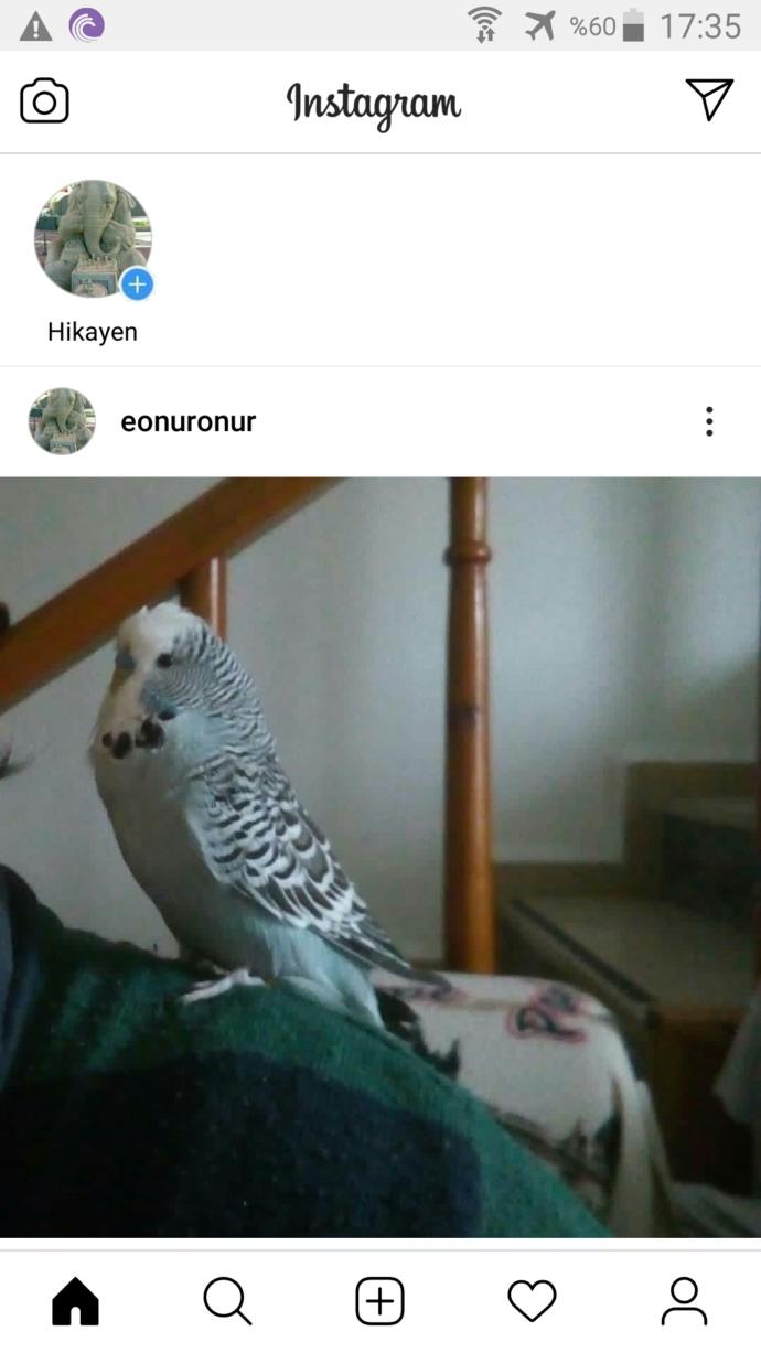 Bugüne özel evcil hayvanınızın fotoğrafını bırakır mısınız?