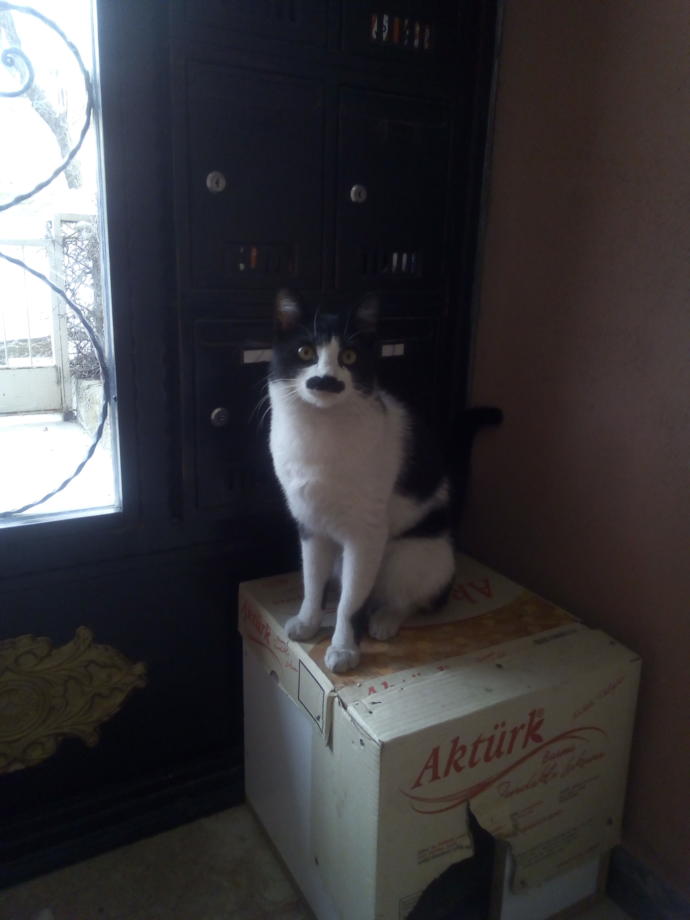 Bugüne özel evcil hayvanınızın fotoğrafını bırakır mısınız?