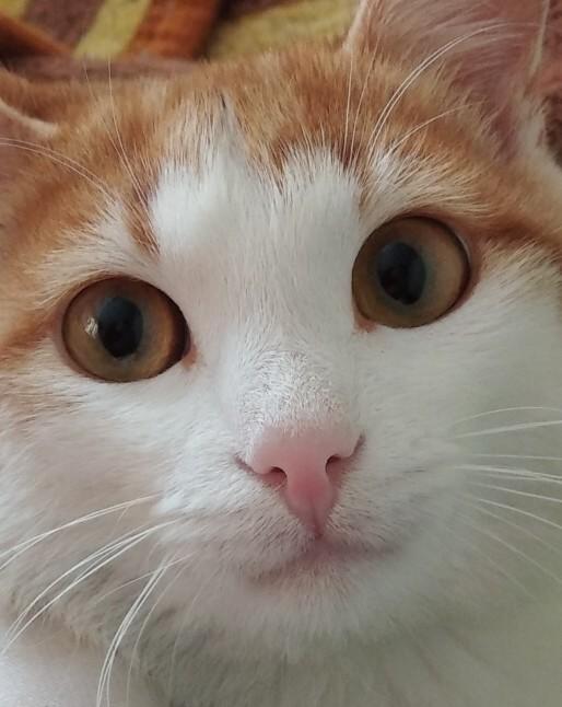 Bugüne özel evcil hayvanınızın fotoğrafını bırakır mısınız?