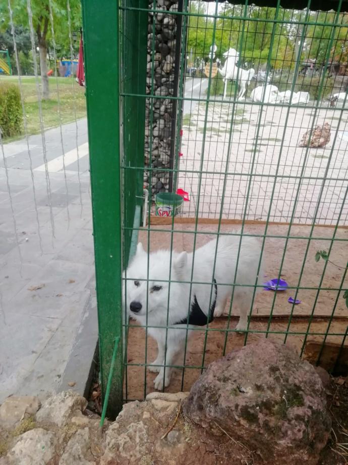 Bugüne özel evcil hayvanınızın fotoğrafını bırakır mısınız?