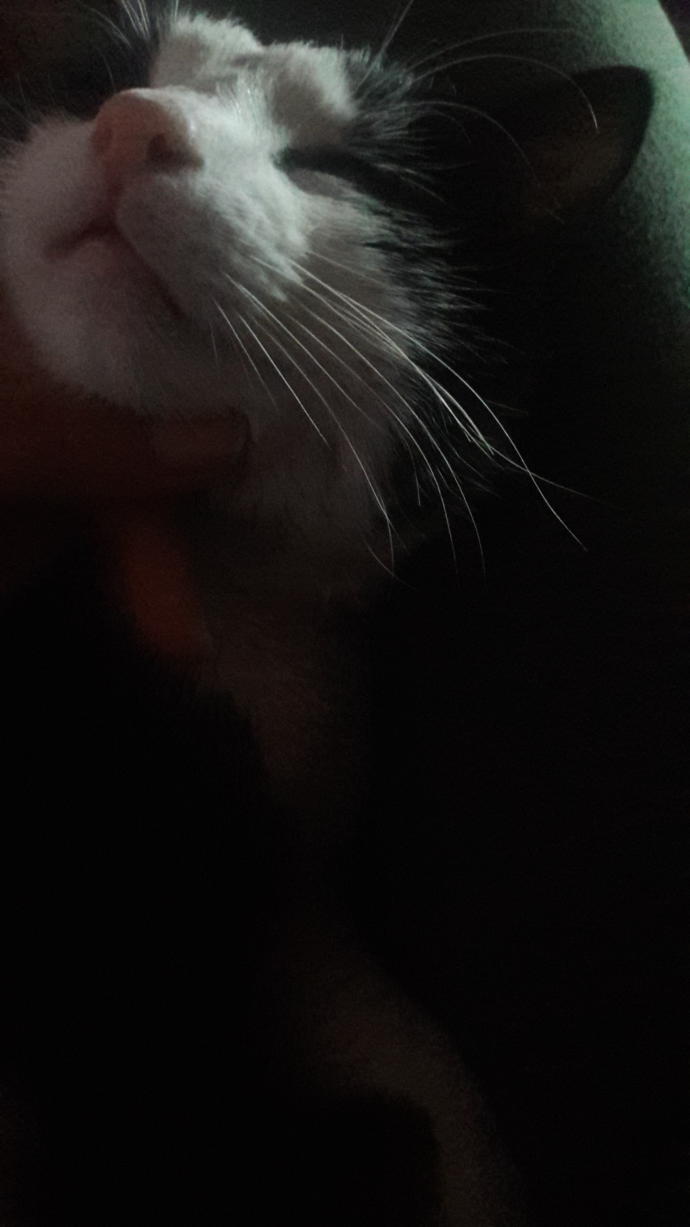 Bugüne özel evcil hayvanınızın fotoğrafını bırakır mısınız?