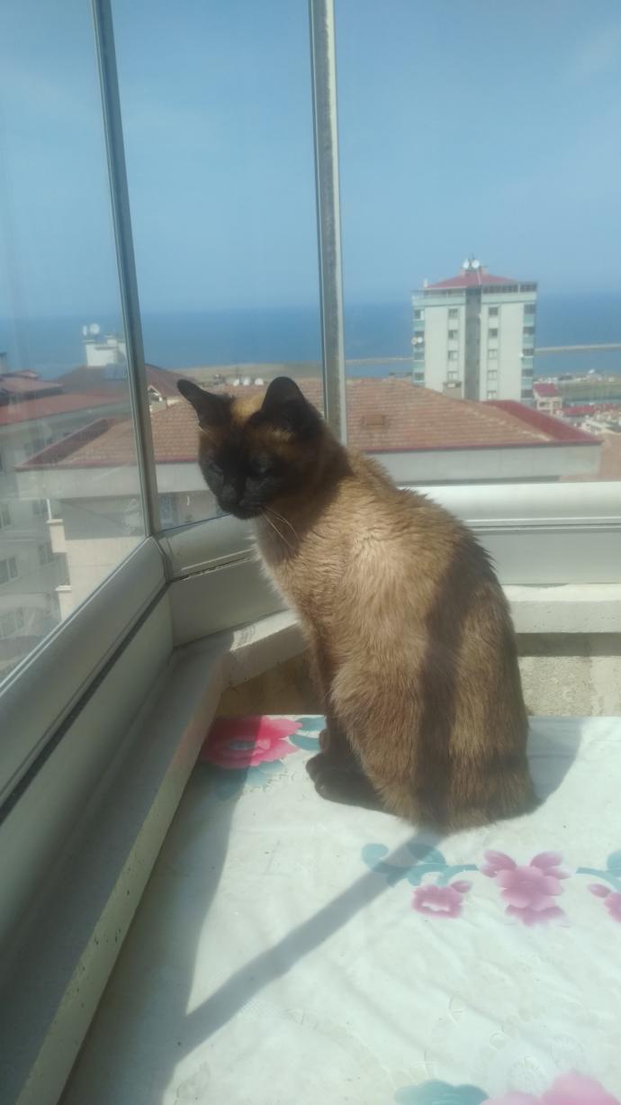 Bugüne özel evcil hayvanınızın fotoğrafını bırakır mısınız?