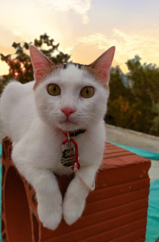Bugüne özel evcil hayvanınızın fotoğrafını bırakır mısınız?