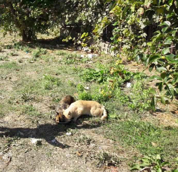 Bugüne özel evcil hayvanınızın fotoğrafını bırakır mısınız?