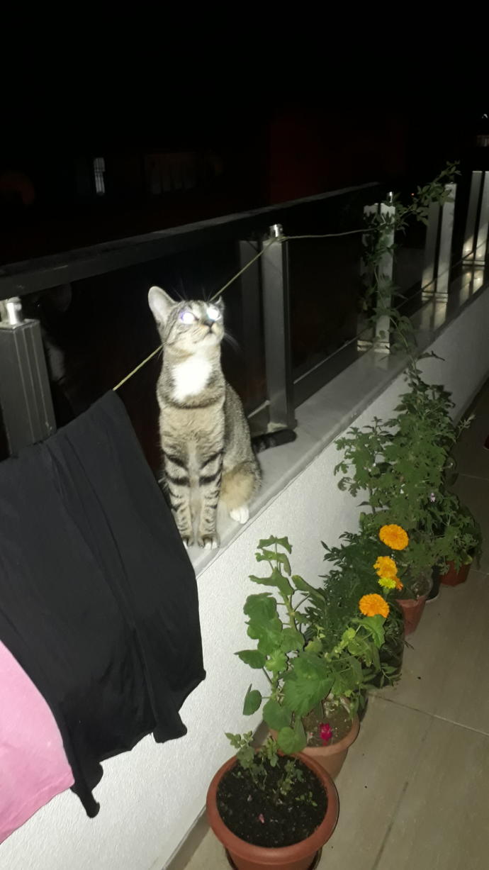 Bugüne özel evcil hayvanınızın fotoğrafını bırakır mısınız?