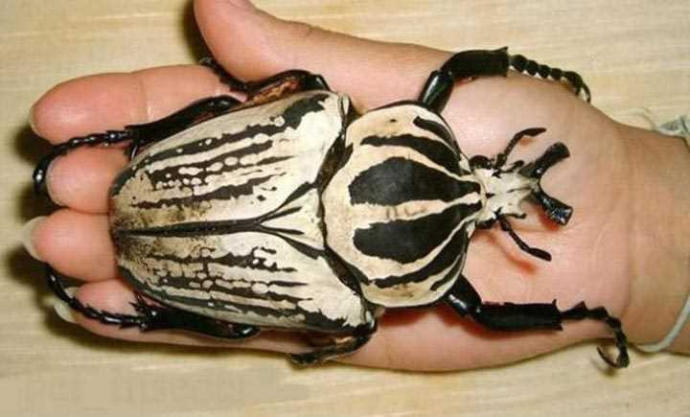 Bugüne özel evcil hayvanınızın fotoğrafını bırakır mısınız?