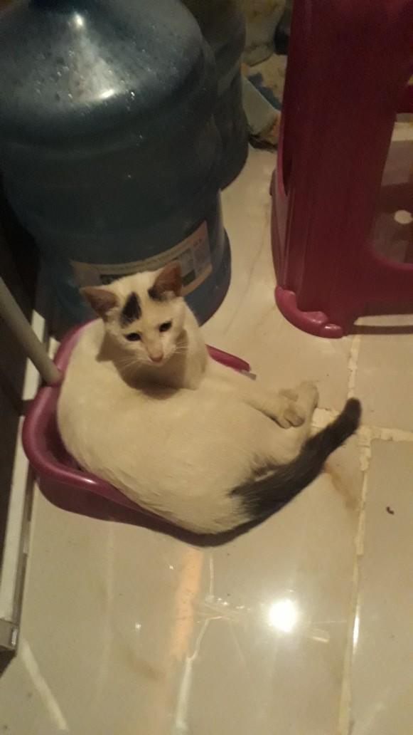 Bugüne özel evcil hayvanınızın fotoğrafını bırakır mısınız?