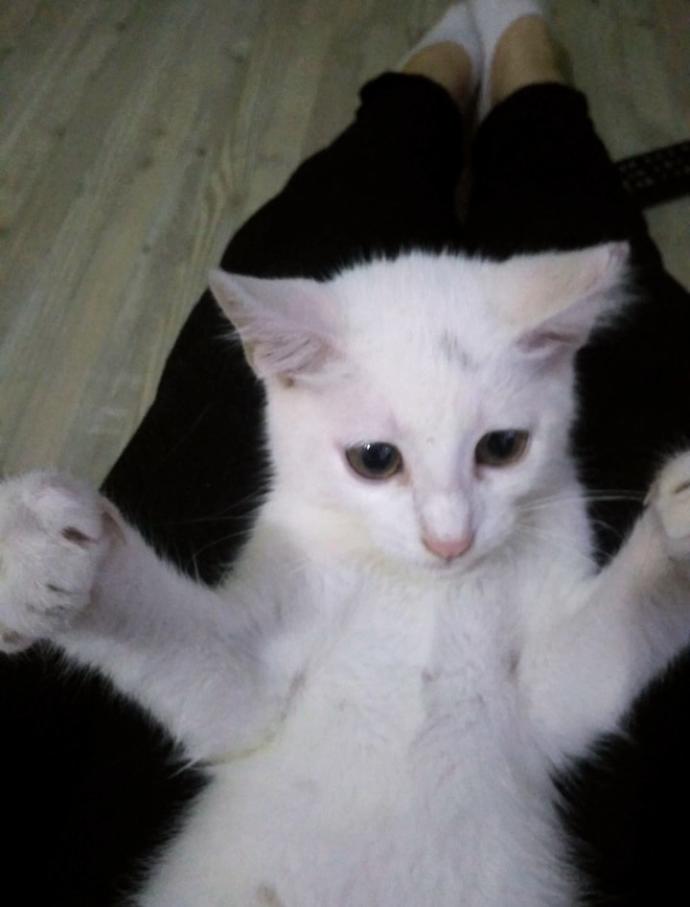Bugüne özel evcil hayvanınızın fotoğrafını bırakır mısınız?