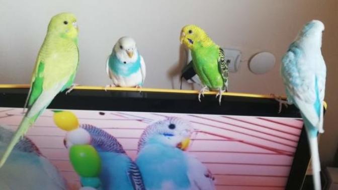 Bugüne özel evcil hayvanınızın fotoğrafını bırakır mısınız?