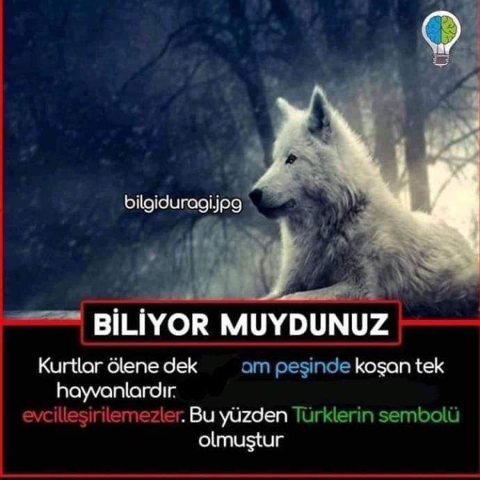 Kurtlar neden Türklerin sembolu olmuş, biliyor musunuz?