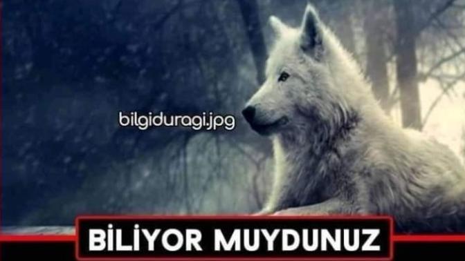 Kurtlar neden Türklerin sembolu olmuş, biliyor musunuz?