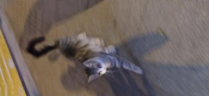 Kediler uzaylı olabilir mi? Sizin kediniz de tuhaf davranıyor mu?