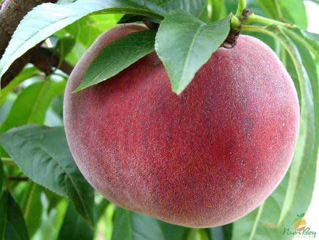 Tüysüz şeftali mi tüylü şeftali 🍑 mi?