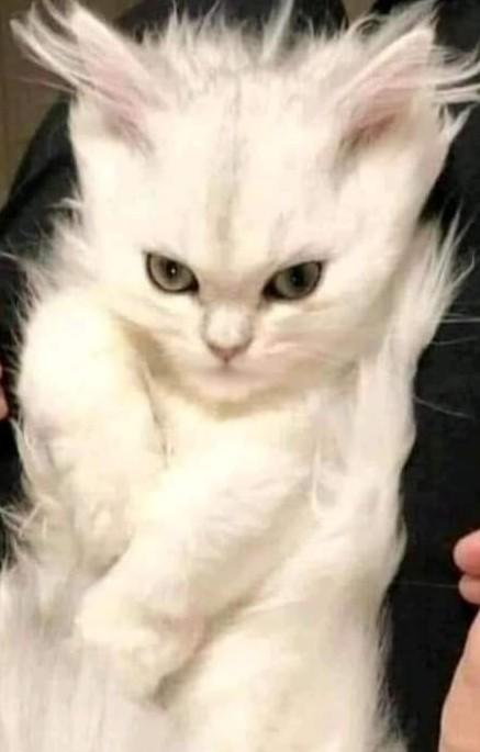 Bu kediye bir isim koyun. Ama bu en son yediğiniz şey olsun?
