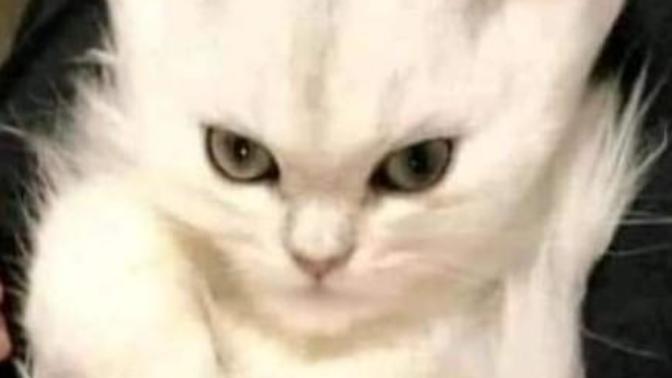 Bu kediye bir isim koyun. Ama bu en son yediğiniz şey olsun?