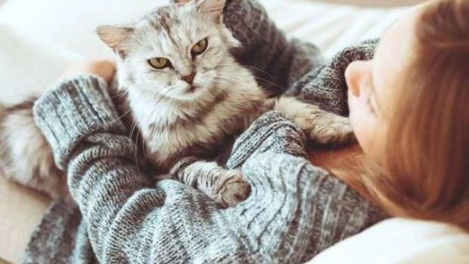 Aramın iyi olmadığı ev arkadaşımı kedi beslemeye nasıl ikna edebilirim?