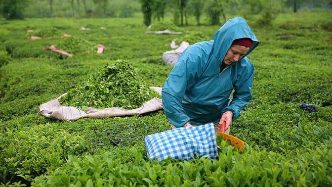 Çay tiryakisi olan Türkiye'de ÇAYKUR nasıl olur da 547 milyon lira zarar ediyor?