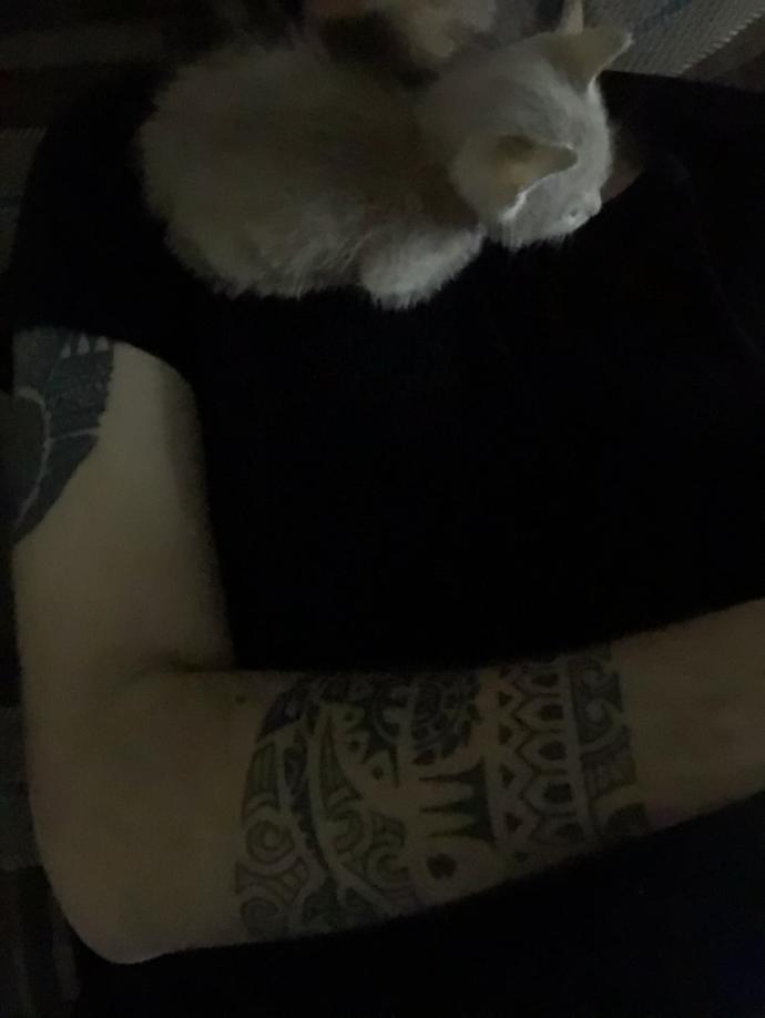 Kedi besliyor musunuz 🐈 ?