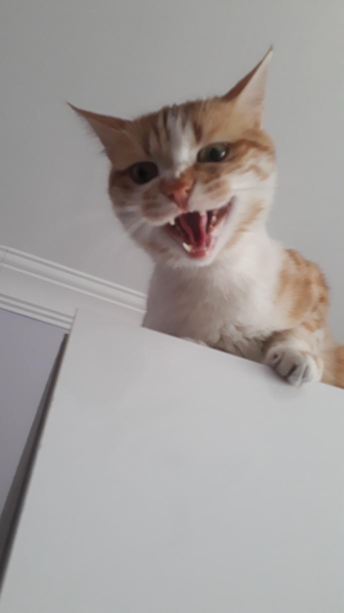Kedi besliyor musunuz 🐈 ?