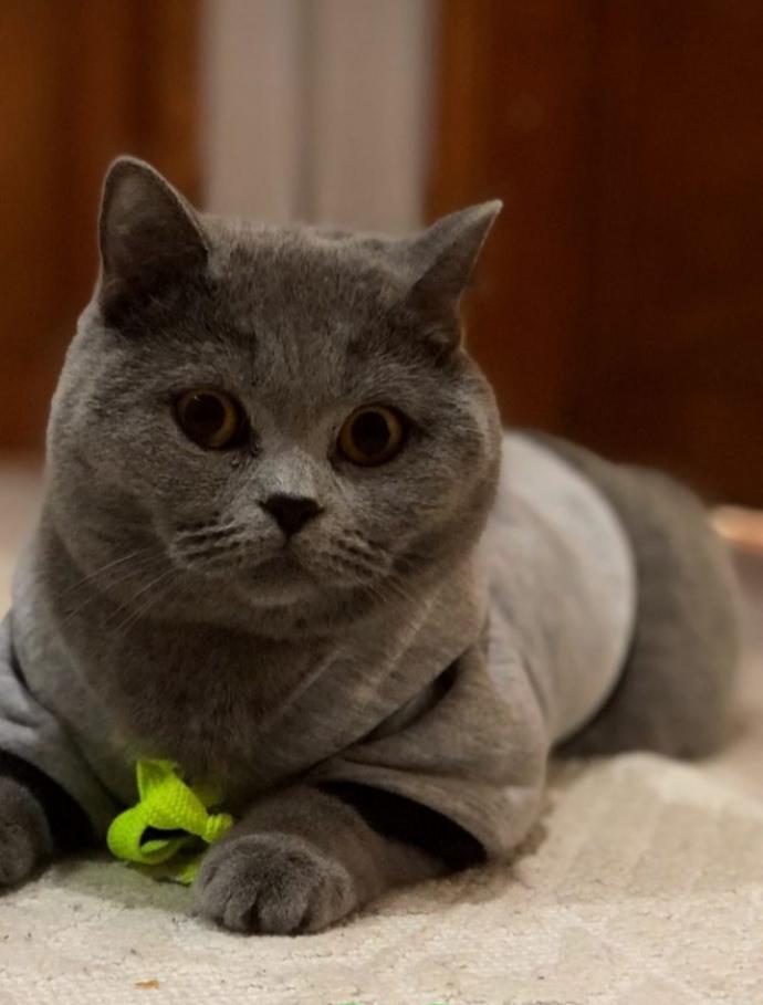 Kedi besliyor musunuz 🐈 ?