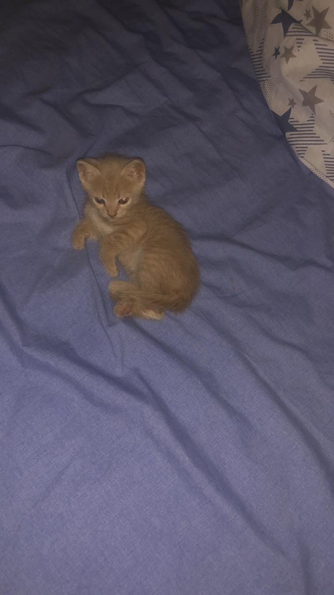 Kedi besliyor musunuz 🐈 ?
