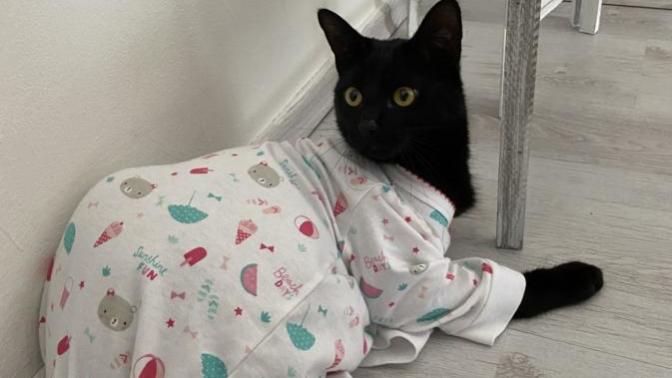 Kedi besliyor musunuz 🐈 ?