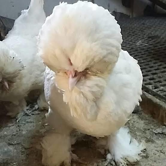 Osmanlı sultan tavuğunu biliyor musunuz?