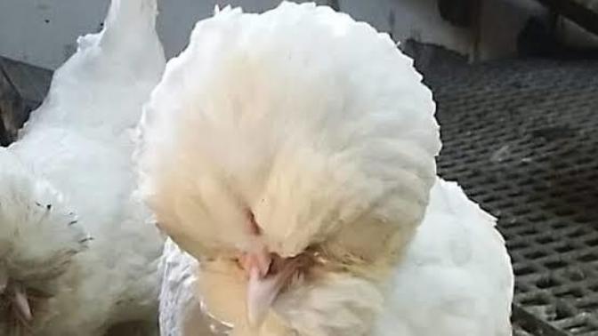 Osmanlı sultan tavuğunu biliyor musunuz?