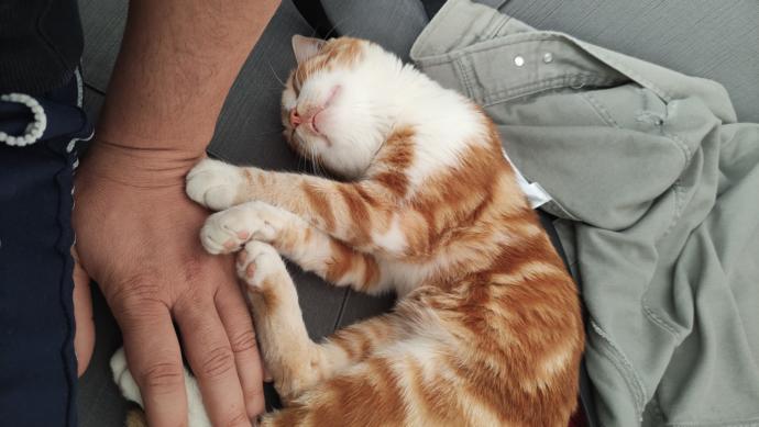 Kediler çok tatlı değil mi?