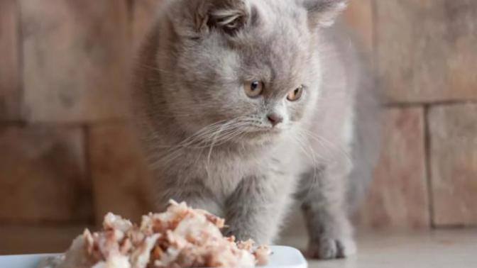 Kedi için Acana Indoor Entree ve Orijen Tundra mama arasında kaldık. Hangisini kullanmalıyız?
