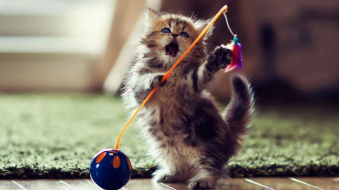 En oyuncu kedi cinsi hangisi?
