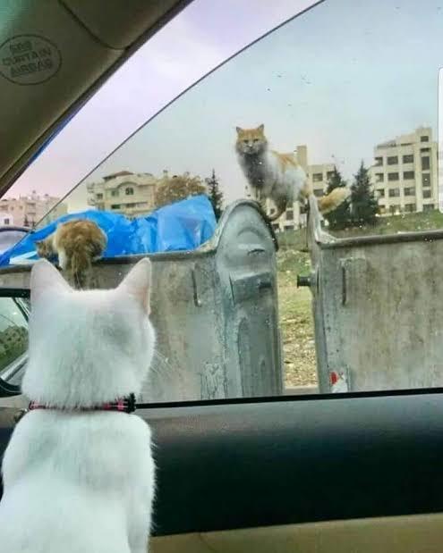 An itbariyle kendinizi nasıl hissediyorsunuz?