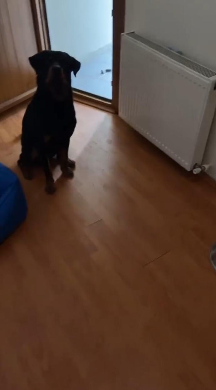 Beraber yaşadığınız bir hayvan var mı, varsa kaç yaşında ve sizin için ne ifade ediyor?