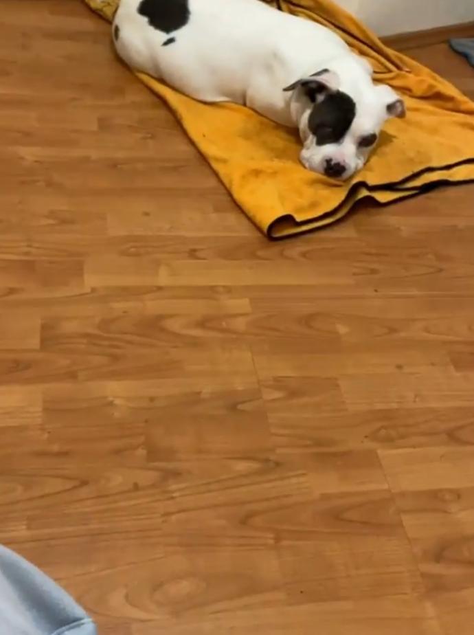Beraber yaşadığınız bir hayvan var mı, varsa kaç yaşında ve sizin için ne ifade ediyor?
