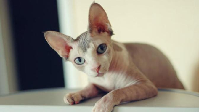 Evinizde tüysüz kedi besler misiniz?