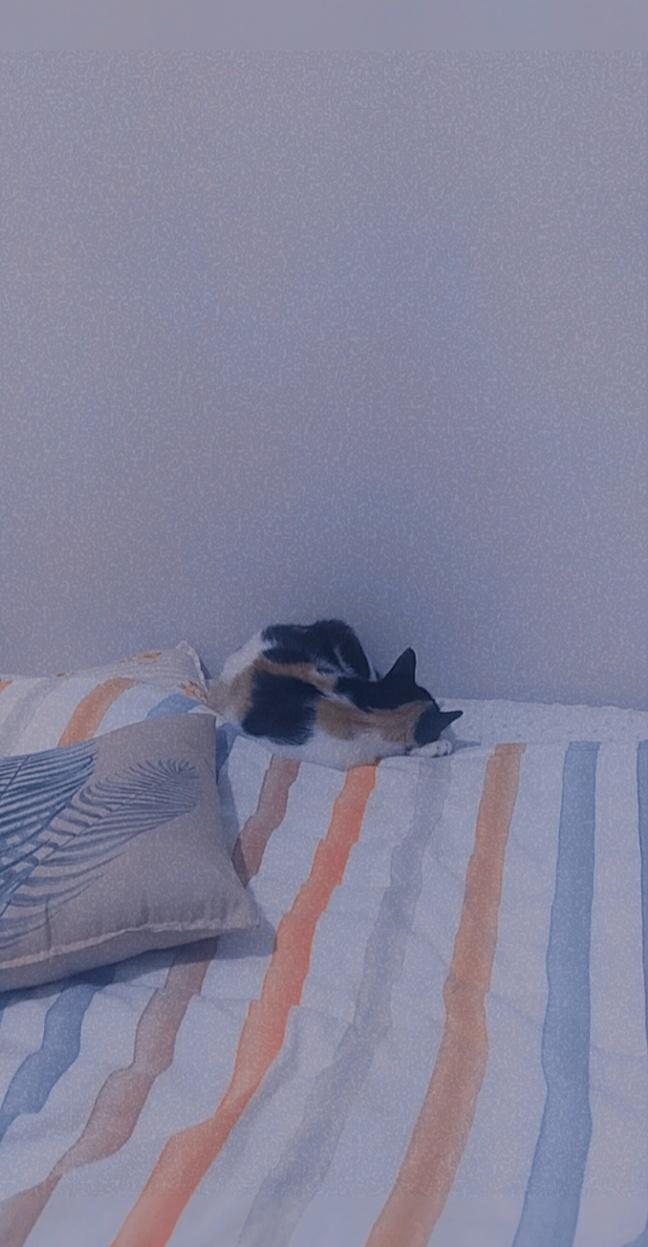 Evde kedi beslemek pişmanlık mıdır?