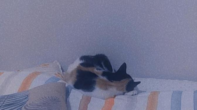 Evde kedi beslemek pişmanlık mıdır?