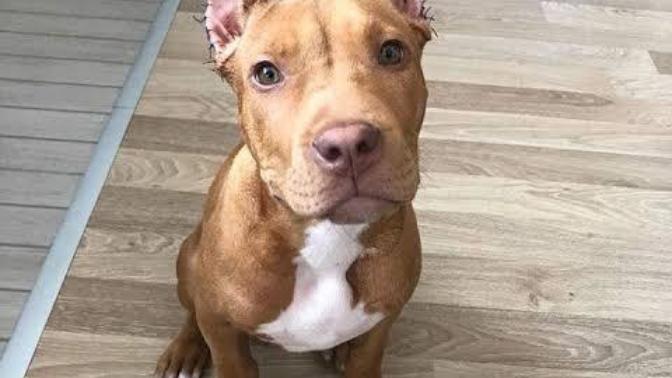 Köpeklerin keyfi olarak kuyruk ve kulaklarının kesilmesi hakkında ne düşünüyorsunuz?