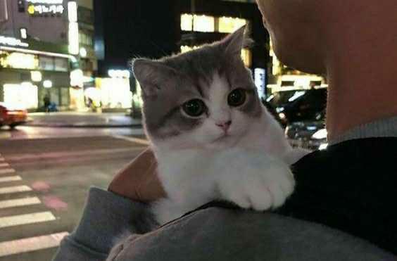 Kedimi kendime nasıl bağlayabilirim?