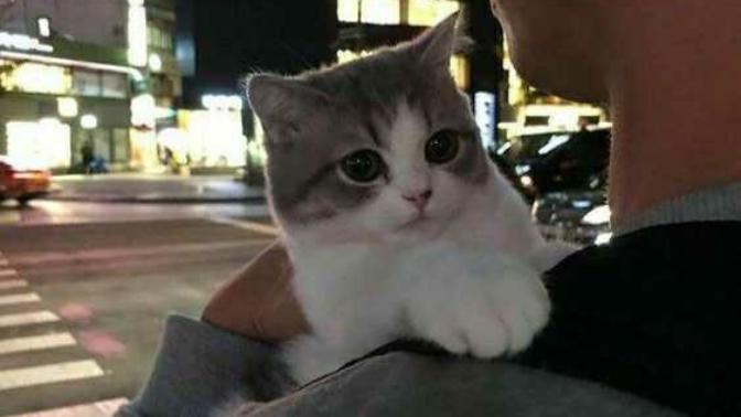 Kedimi kendime nasıl bağlayabilirim?