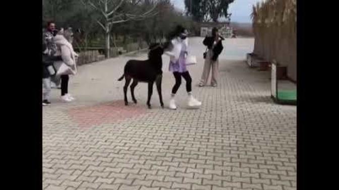 Zeynep Öztürk'ün sıpa ile imtihanı. Birazcık gülelim mi?