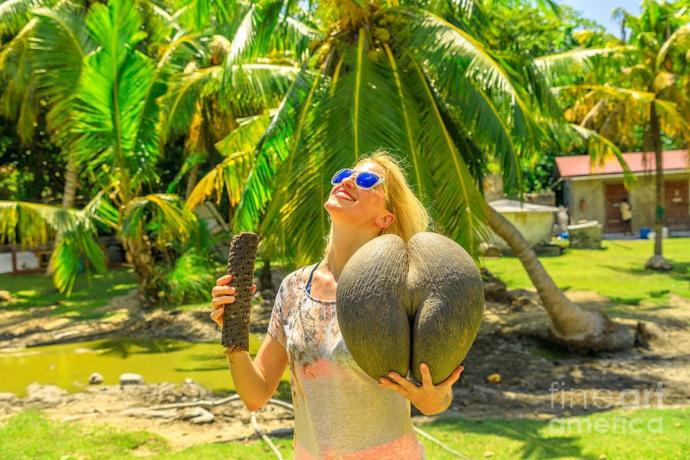Coco de mer tohumunu daha önce gördünüz mü?