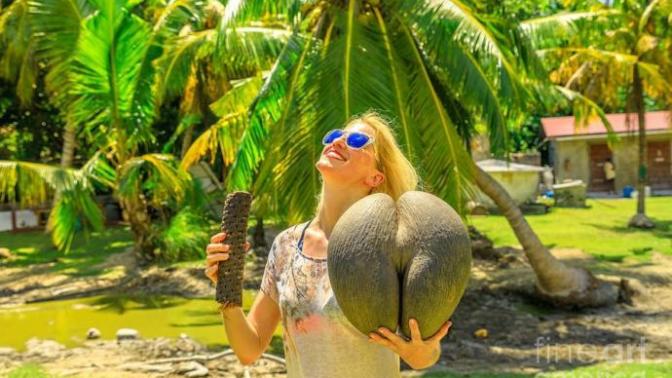 Coco de mer tohumunu daha önce gördünüz mü?