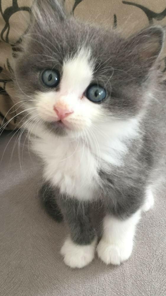 Üç bin TL'ye kedi alacağım, sizce değer mi?