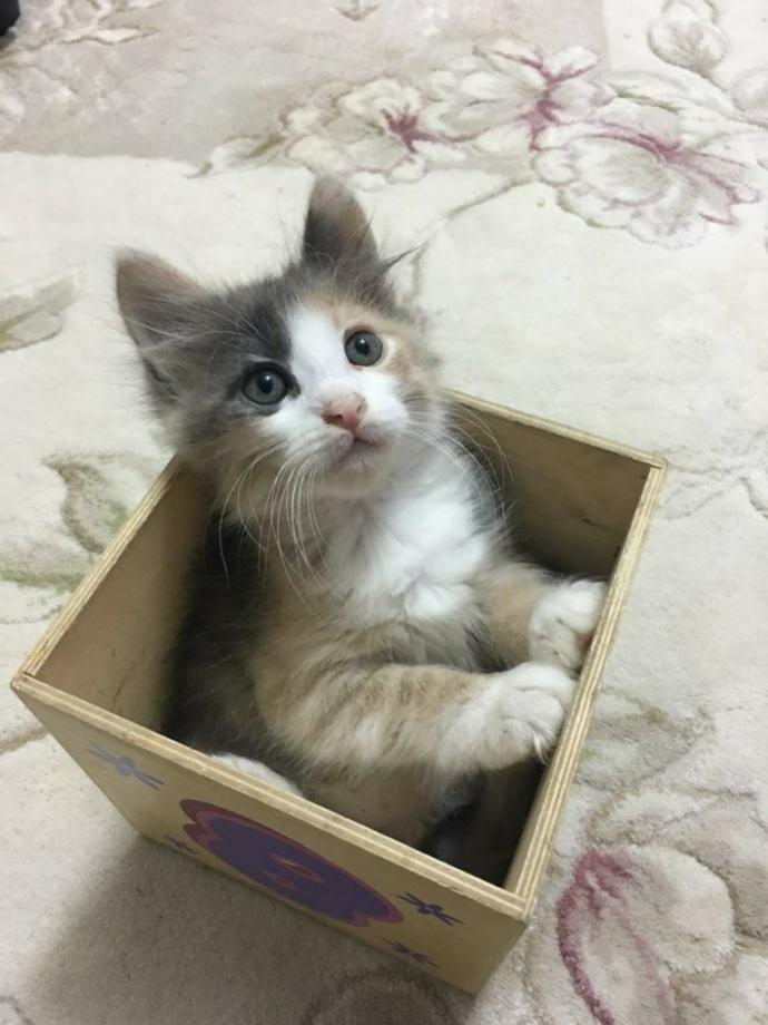 Üç bin TL'ye kedi alacağım, sizce değer mi?