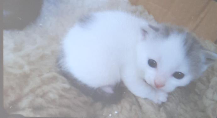 Bembeyaz tatlı mı tatlı bir kedi sahiplendik. Sizce ismi ne olsun?