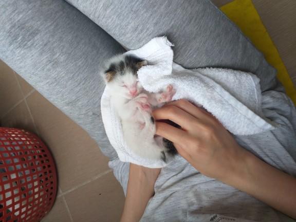 Bembeyaz tatlı mı tatlı bir kedi sahiplendik. Sizce ismi ne olsun?