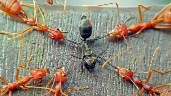 Toplumdaki yaşanan kavgaların sizce sebebi nedir?